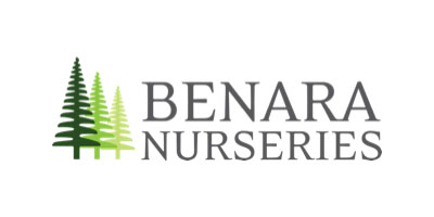Benara Nursery - SEO Case Study